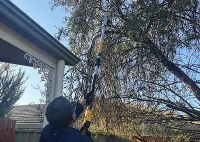 Tree Trimming